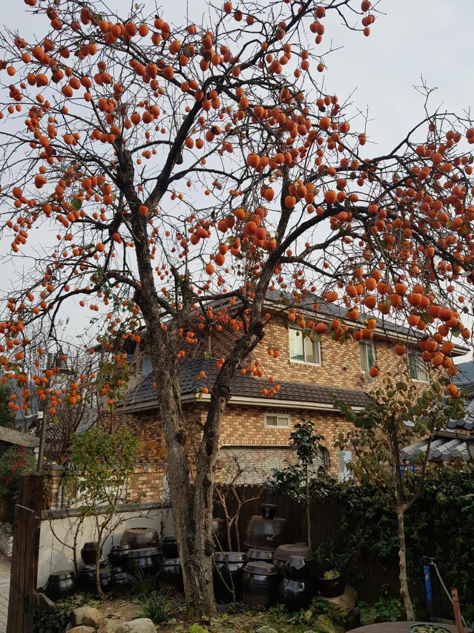 Hanok Story Guesthouse جيونجو المظهر الخارجي الصورة
